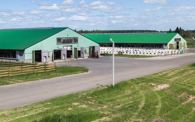 Dairy farm Voschazhnikovo